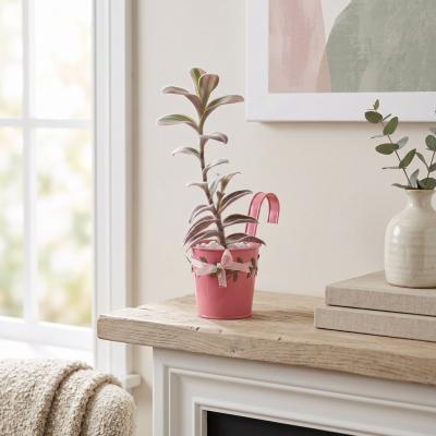 Variegated Tradescantia Plant in Pink Bucket